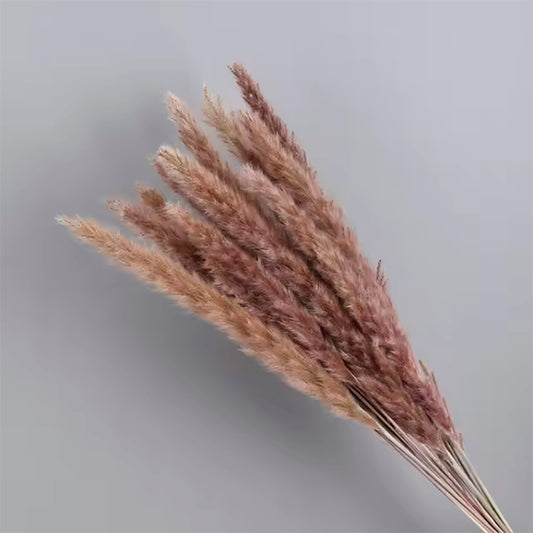 Dried Brown Spikes: Natural Elegance for your Home | Online shopping